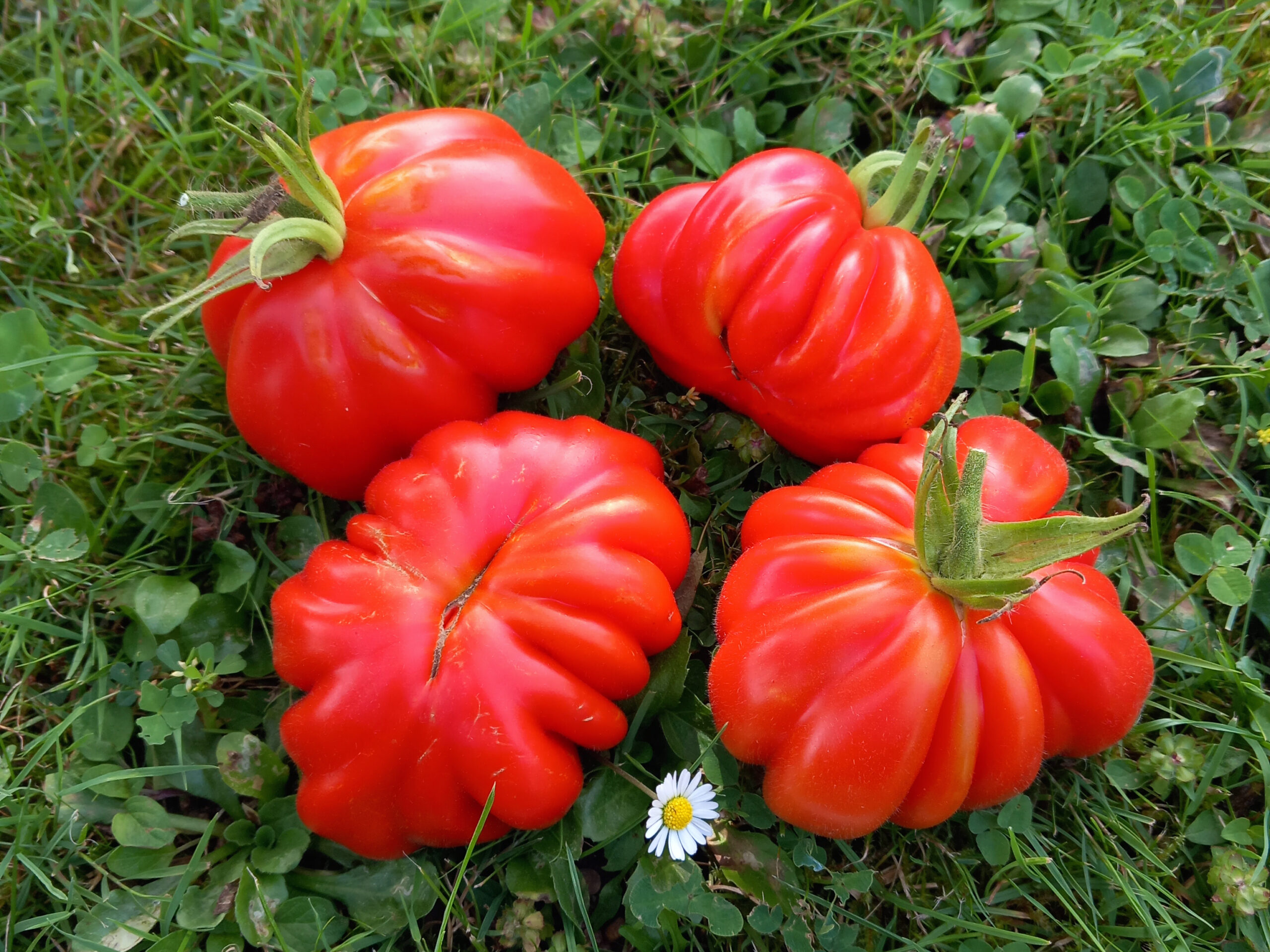 Göttinger Saatgut-Bibliothek Tomaten