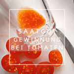 Saatgutgewinnung bei Tomaten