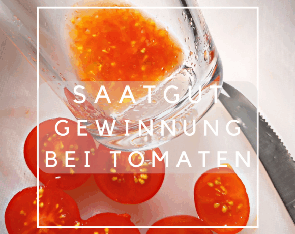 Saatgutgewinnung bei Tomaten