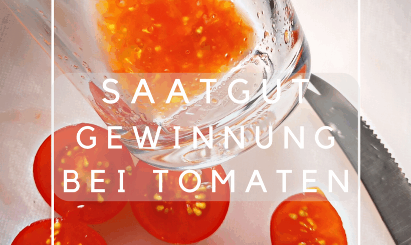 Saatgutgewinnung bei Tomaten
