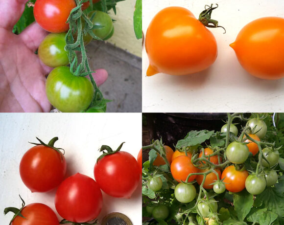 Neue Sorten zum Ausleihen Neue Sorten zum Ausleihen