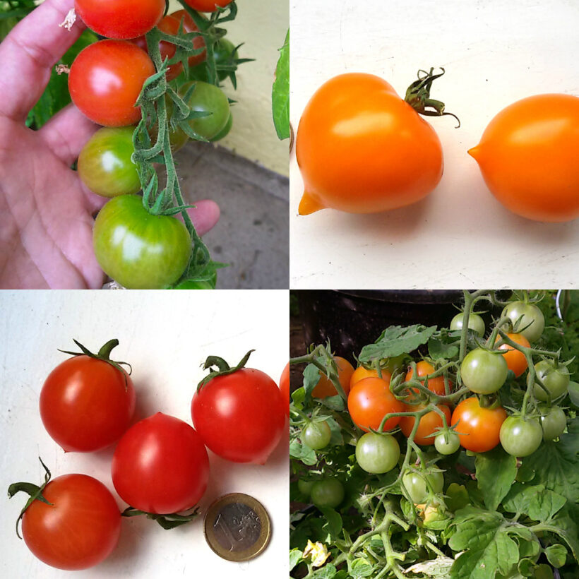 Neue Sorten zum Ausleihen